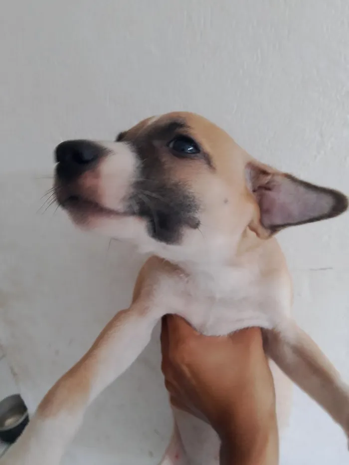 Cachorro raça SRD-ViraLata idade 2 a 6 meses nome pintado