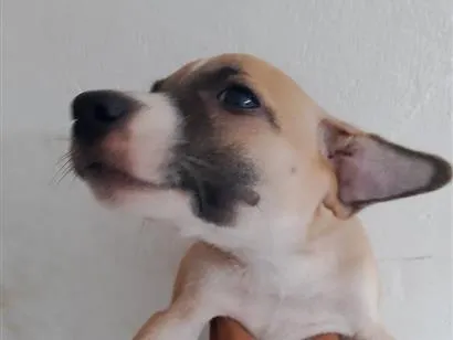 Cachorro raça SRD-ViraLata idade 2 a 6 meses nome pintado