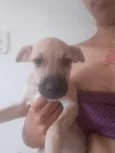 cabeça