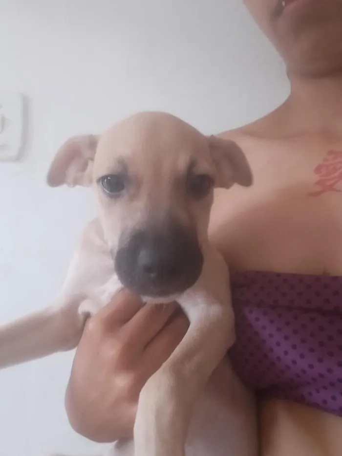 Cachorro raça SRD-ViraLata idade 2 a 6 meses nome cabeça