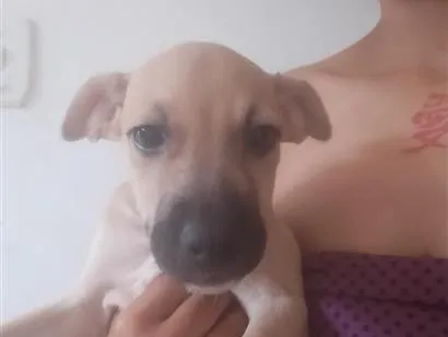 Cachorro raça SRD-ViraLata idade 2 a 6 meses nome cabeça