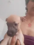 princesa