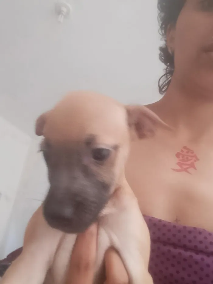 Cachorro raça SRD-ViraLata idade Abaixo de 2 meses nome princesa