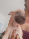 princesa