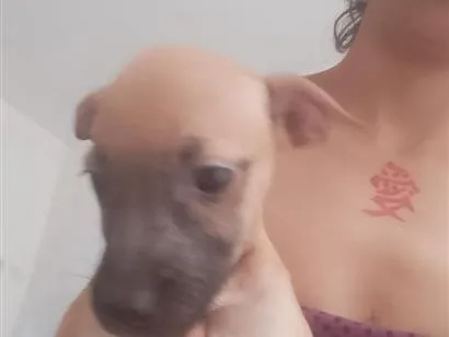 Cachorro raça SRD-ViraLata idade Abaixo de 2 meses nome princesa