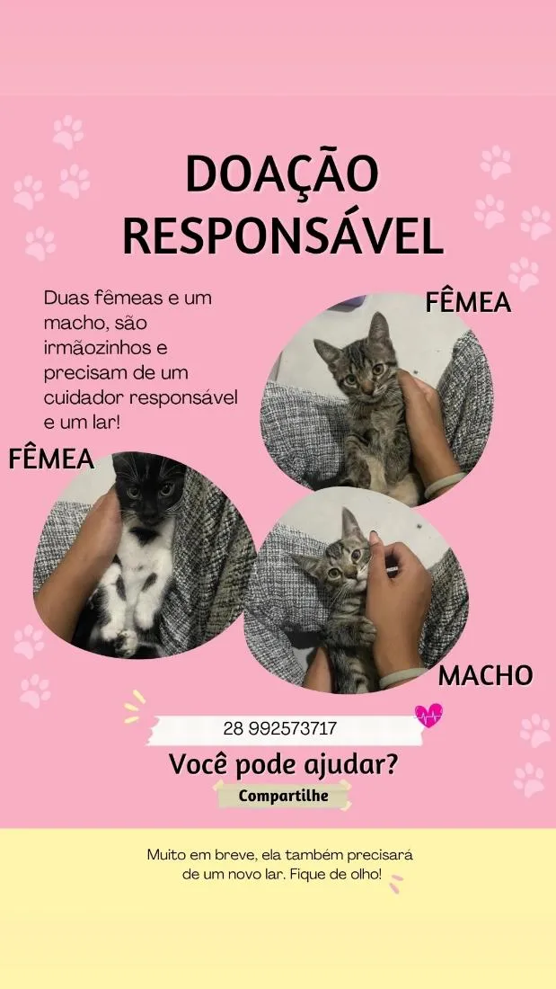 Gato raça SRD-ViraLata idade 2 a 6 meses nome Alice