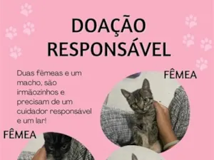 Gato raça SRD-ViraLata idade 2 a 6 meses nome Alice
