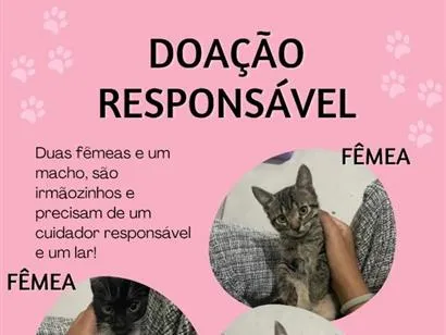 Gato raça SRD-ViraLata idade 2 a 6 meses nome Alice