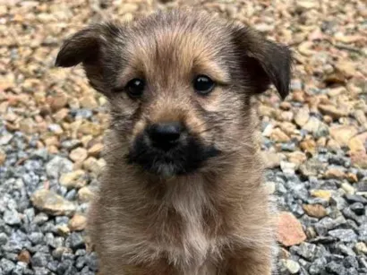 Cachorro raça SRD-ViraLata idade Abaixo de 2 meses nome Luke