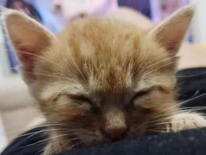 Gato raça SRD-ViraLata idade Abaixo de 2 meses nome Bela