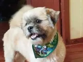 Cachorro raça Lhasa Apso idade 2 anos nome Bob