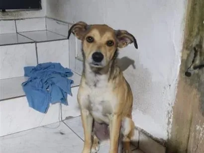 Cachorro raça SRD-ViraLata idade 2 anos nome Mia