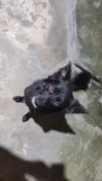 Dom