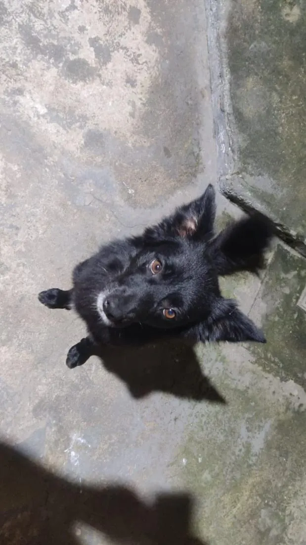 Cachorro raça SRD-ViraLata idade 2 anos nome Dom