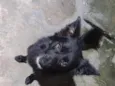 Dom