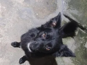 Cachorro raça SRD-ViraLata idade 2 anos nome Dom