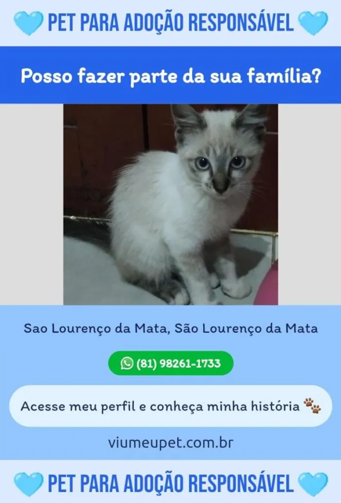 Gato raça SRD-ViraLata idade 2 a 6 meses nome Nana