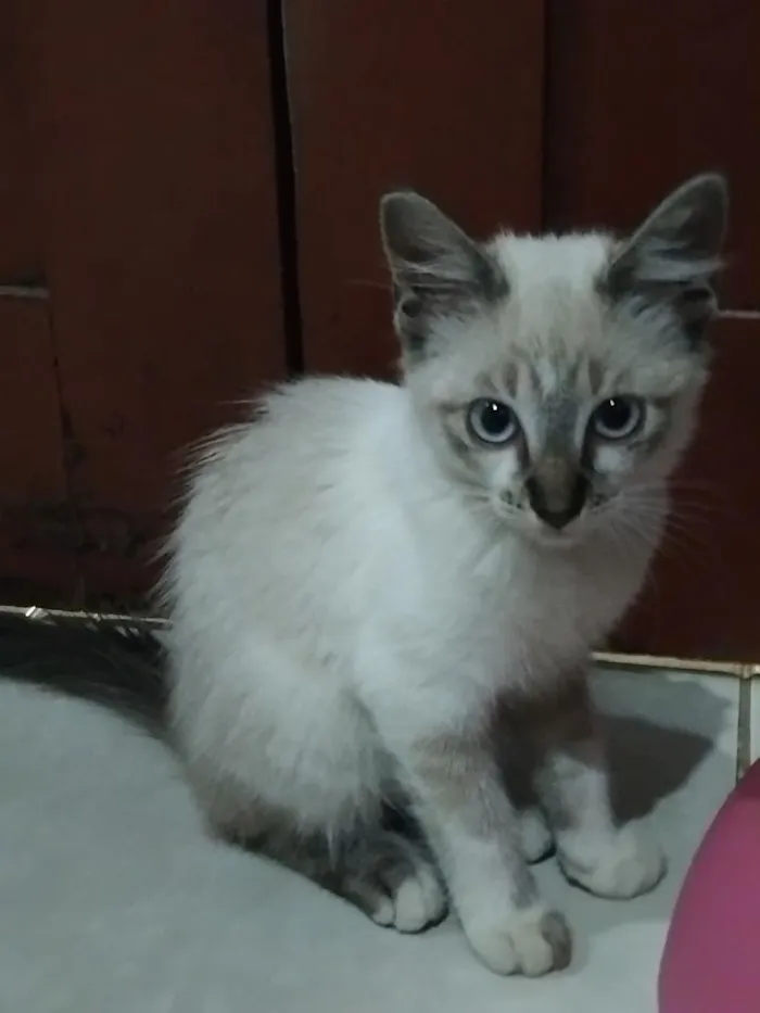 Gato raça SRD-ViraLata idade 2 a 6 meses nome Nana