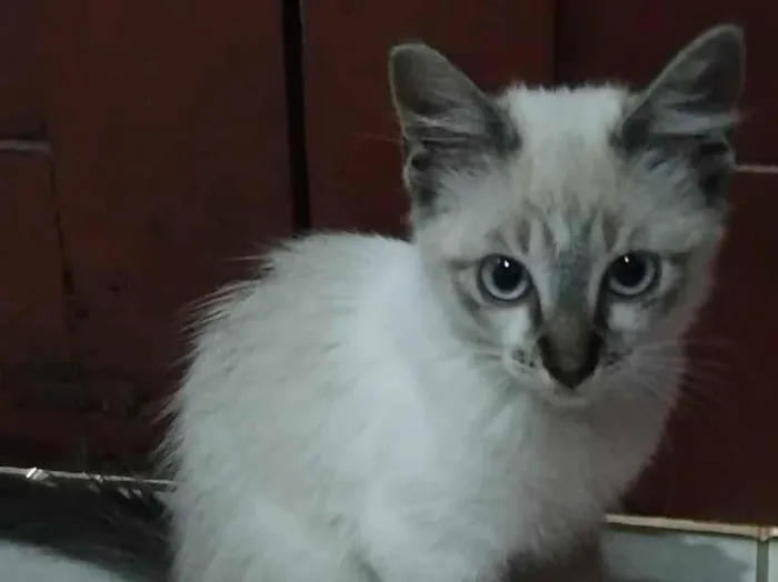 Gato raça SRD-ViraLata idade 2 a 6 meses nome Nana
