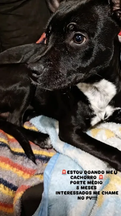 Cachorro raça SRD-ViraLata idade 7 a 11 meses nome Maré 