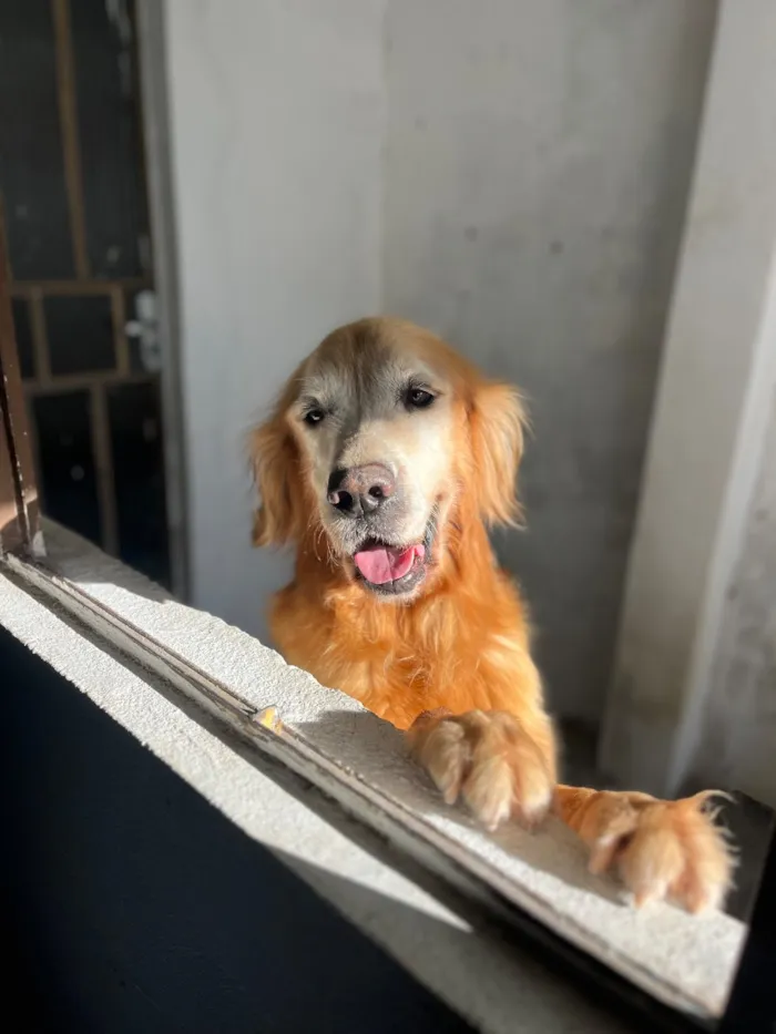 Cachorro raça SRD-ViraLata idade 6 ou mais anos nome Thor