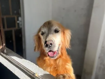 Cachorro raça SRD-ViraLata idade 6 ou mais anos nome Thor