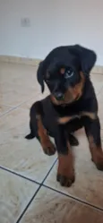 Tito