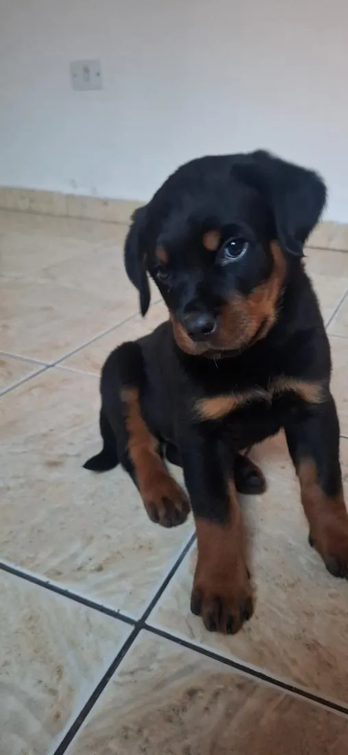 Cachorro raça Rottweiler idade 2 a 6 meses nome Tito