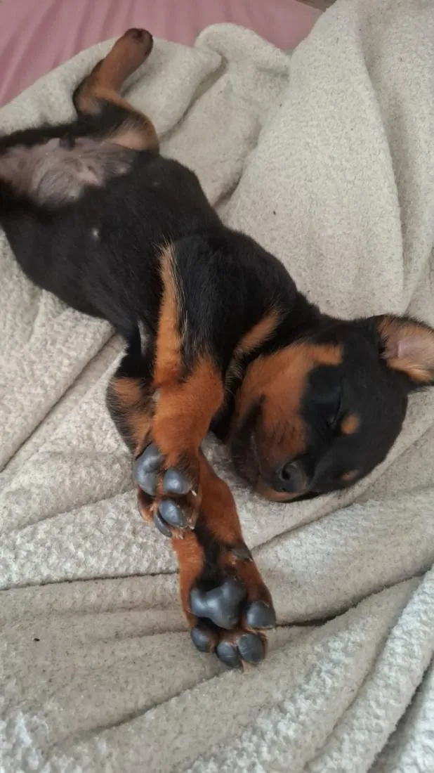 Cachorro raça Rottweiler idade 2 a 6 meses nome Tito