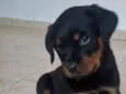 Tito