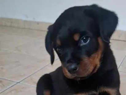Cachorro raça Rottweiler idade 2 a 6 meses nome Tito