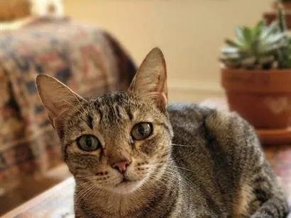 Gato raça SRD-ViraLata idade 2 a 6 meses nome ALICE