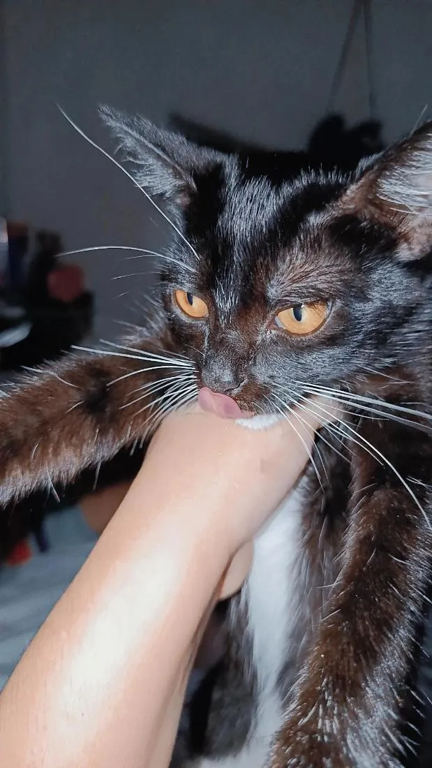 Gato raça SRD-ViraLata idade 2 a 6 meses nome layla
