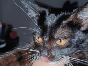 Gato raça SRD-ViraLata idade 2 a 6 meses nome layla