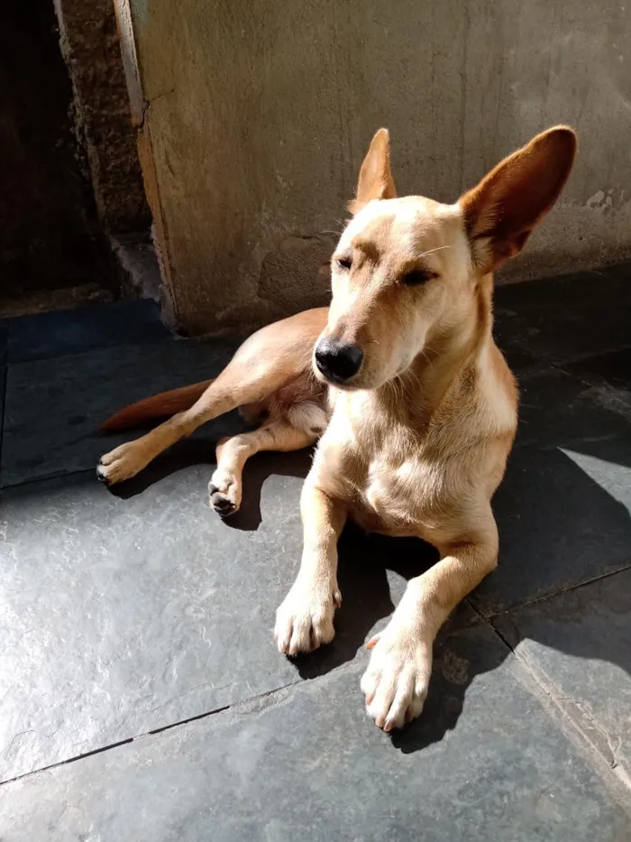 Cachorro raça SRD-ViraLata idade 1 ano nome Nick