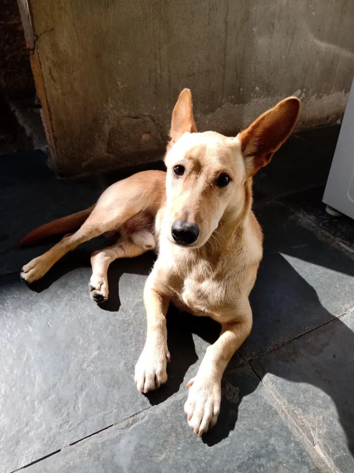 Cachorro raça SRD-ViraLata idade 1 ano nome Nick