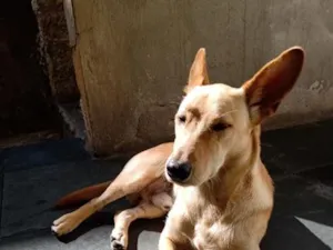 Cachorro raça SRD-ViraLata idade 1 ano nome Nick