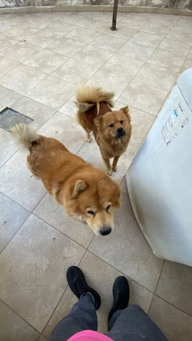 Cachorro raça SRD-ViraLata idade 6 ou mais anos nome Nina e Lili