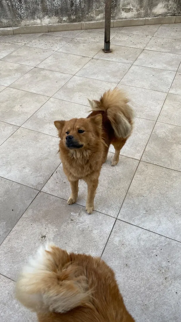 Cachorro raça SRD-ViraLata idade 6 ou mais anos nome Nina e Lili