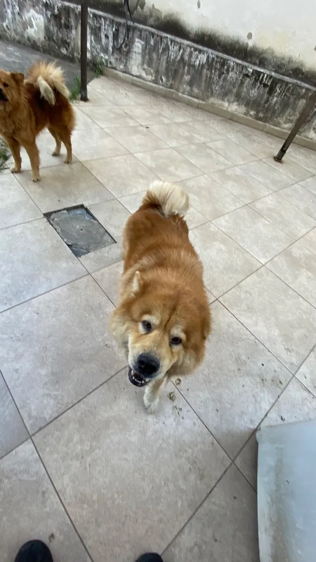 Cachorro raça SRD-ViraLata idade 6 ou mais anos nome Nina e Lili