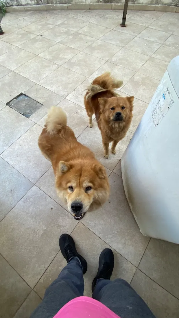 Cachorro raça SRD-ViraLata idade 6 ou mais anos nome Nina e Lili
