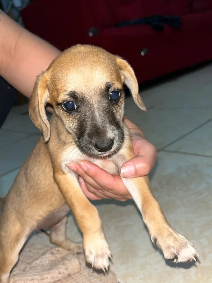 Cachorro raça SRD-ViraLata idade 2 a 6 meses nome Sem nomes