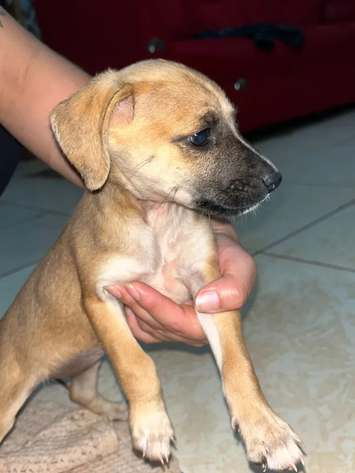 Cachorro raça SRD-ViraLata idade 2 a 6 meses nome Sem nomes