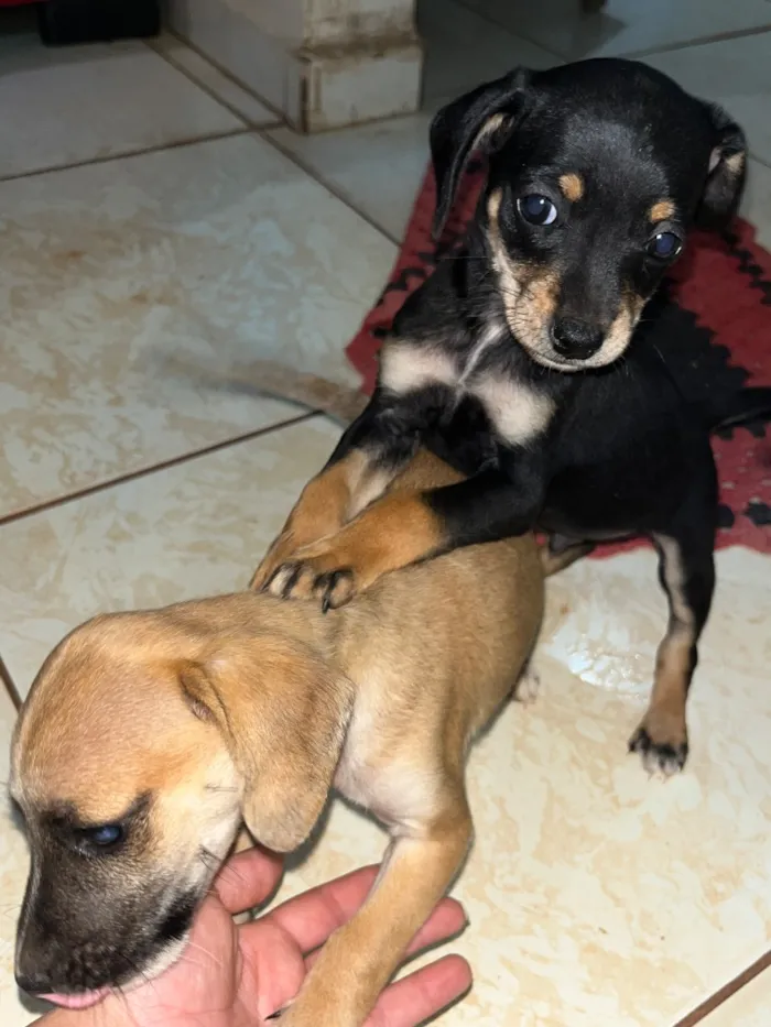 Cachorro raça SRD-ViraLata idade 2 a 6 meses nome Sem nomes