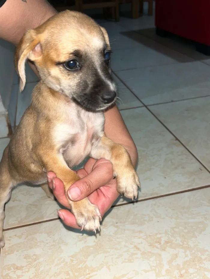 Cachorro raça SRD-ViraLata idade 2 a 6 meses nome Sem nomes