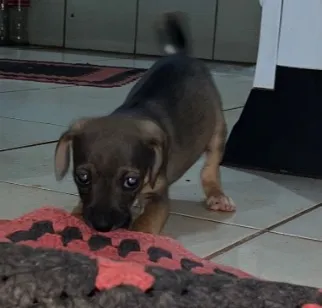 Cachorro raça SRD-ViraLata idade 2 a 6 meses nome Sem nomes