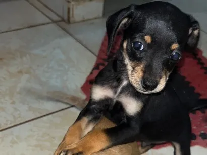 Cachorro raça SRD-ViraLata idade 2 a 6 meses nome Sem nomes