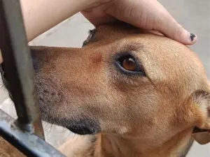 Cachorro raça SRD-ViraLata idade 2 anos nome Maya 