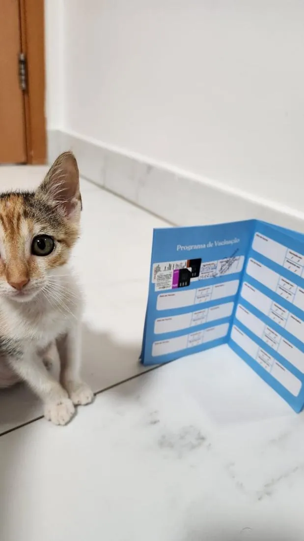 Gato raça SRD-ViraLata idade 2 a 6 meses nome Margot