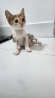 Margot